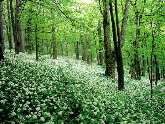 Image - Uzhansky National Nature Park landscape.